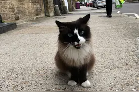 经常遇见的猫咪，总是忽胖忽瘦，他看到这一幕终于揭开疑惑图片