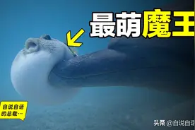 河豚：1亿年水中不败，为什么明知是剧毒，人类还要拼死吃河豚图片