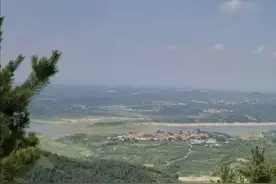 莱阳聚焦：坟地的松树图片