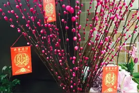 春节买“银柳”，好日子越过越有，花朵红彤彤，便宜又吉利图片