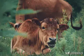 与世隔绝的小岛为何有400头牛？这些牛是咋来的？图片