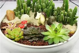自制多肉植物组合盆景，绝对有你想不到的美图片
