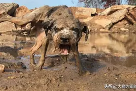 狗狗陪主人开挖机，却被遗弃在工地，喝泥水吃剩饭，从未擅自离去图片
