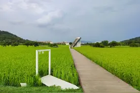 广州也有宫崎骏漫画般的小镇，大片大片的田野，荔枝园，美如画卷图片