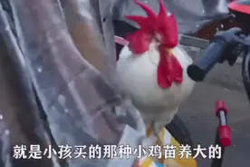 济南一宠物鸡每天陪主人上班！网友灵魂提问：路过饭店的时候慌不慌？图片