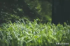 立夏，告别春天，进入夏天图片