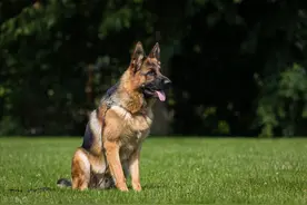 千万网友喜爱的警犬出逃，训导员：简直丢死人了图片