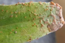 苋菜生虫怎么办？高招来教你，苋菜病虫害防治。图片