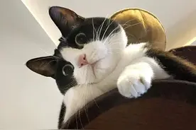 自从养了奶牛猫，彻底颠覆了我对猫咪的认知图片