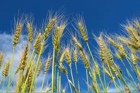 第886期：那些渐行渐远的歇后语（外一篇）图片