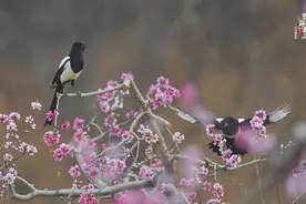 被吉尼斯认定为“世界上最大的桃园”，万亩桃花竞相绽放，只等你来！图片