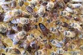 标题农村土蜜蜂高效养殖技术，怎么知道附近有野生蜜蜂窝？图片