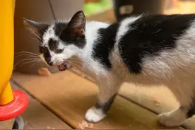 一只瘦弱的流浪奶牛小猫主动向人类求助，几个月后大变样图片