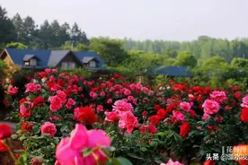 南京溧水的这片千亩玫瑰花海，美到无边！图片