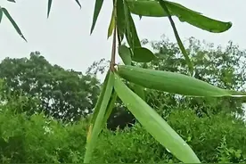 上联：细雨濛濛，点点滴滴淅沥沥。友请下联！图片