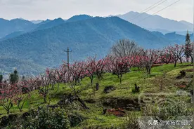河源连平县的春色，鹰嘴桃花绽放的红艳故乡熟悉的美，风景很动人图片