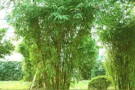 院里种菜种花都可以，种树养竹却不行，老一辈人说出道理图片