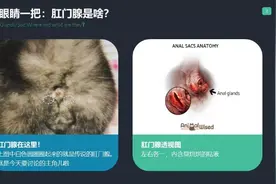 肛门腺的那点事——要不要挤？图片