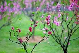 桃花春色暖先开，明媚谁人不看来图片