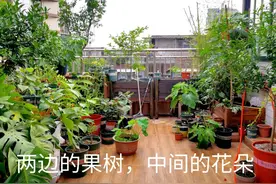 80后小哥楼顶种果树，又大又甜无公害，小朋友最喜欢图片