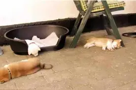 三只柴犬同时睡午觉，睡姿一个比一个豪放，主人都忍不住笑了图片