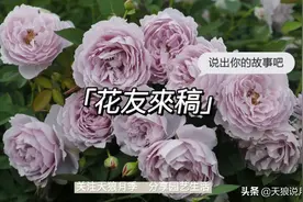 鲜花调色盘｜生活是无形诗，月季是有形画图片
