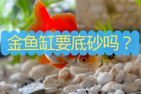 金鱼缸要底砂吗？金鱼缸使用什么样的底砂比较好？为什么？图片