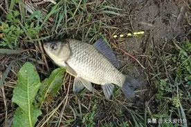 细说传统钓七星漂的搭配和间距问题图片