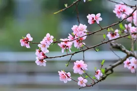 《诗经》：名副其实的花草集，堪称古代的植物百科图片