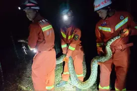 福建一70斤巨蟒闯进度假村，为国家二级保护动物，蟒蛇该放生吗？图片