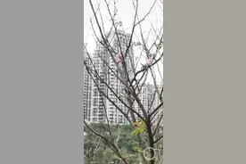 中央公园的桃花开了！？专家：受异常高温影响 误以为“春天来了”图片