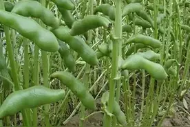 采摘青嫩的蚕豆图片