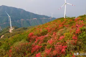 兴安源江上的映山红已经开满整个山坡，这个周末赶快约起吧图片
