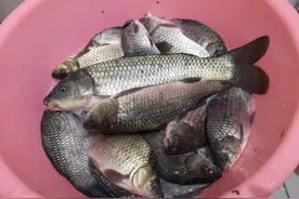 水底有鱼星就是不吃钩？大概率这个原因害的，解决思路有三个图片