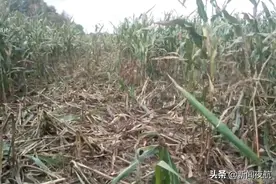 庄稼迎来“不速之客”！还没等到收获，玉米地已被踏平图片