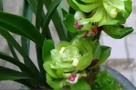兰花九仙牡丹，花色翠绿，如美玉一般图片