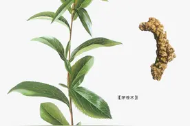 中药古今研究：苍术图片