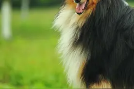 苏格兰丽人——柯利牧羊犬图片