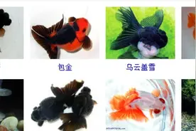 金鱼品种欣赏大全图片