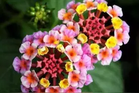 【观赏名花】花色多变的五色梅，繁殖养护有诀窍，四季观赏花不断图片