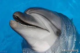 海豚和鲸鱼身为哺乳动物，睡觉能不被淹死，这才是真正原因图片