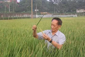 袁隆平的猫图片