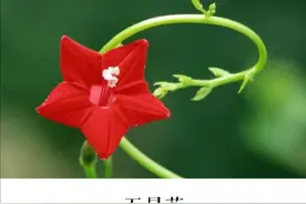 身边的花花草草一一五角星花图片