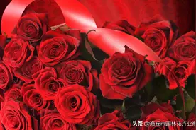 超详细的玫瑰养护技巧，建议收藏图片