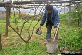 猕猴桃出现叶脉失绿、叶片紫红等症状，多半是缺少这个元素！得治图片