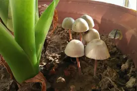 花盆里长出了蘑菇预示着什么？预示着土壤有机含量高，可并非有益图片