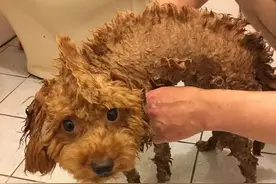 泰迪犬多久洗一次澡？原来这么多年，铲屎官都错了图片