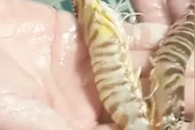 买虾别蒙圈，几招教您分辨野生和养殖基围虾，下次可以试试看视频封面