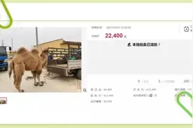 执行一线：司法拍卖骆驼、鳄鱼！还有野猪一万斤起拍图片