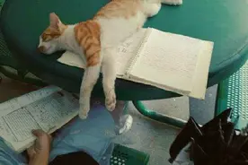 “不是我不写作业，是我家猫不让啊！”图片